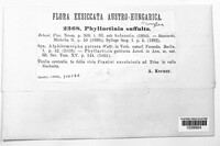 Phyllactinia guttata image